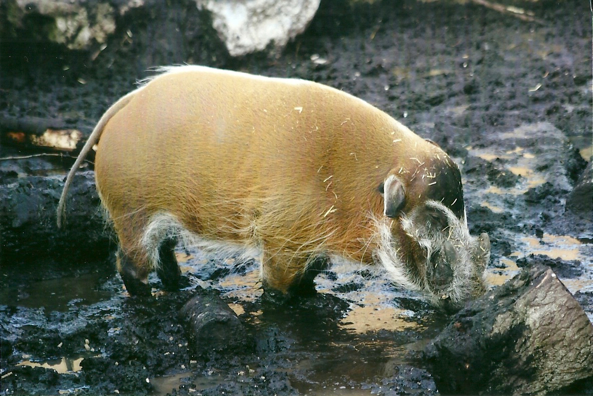 Red River Hog 1st November 2012