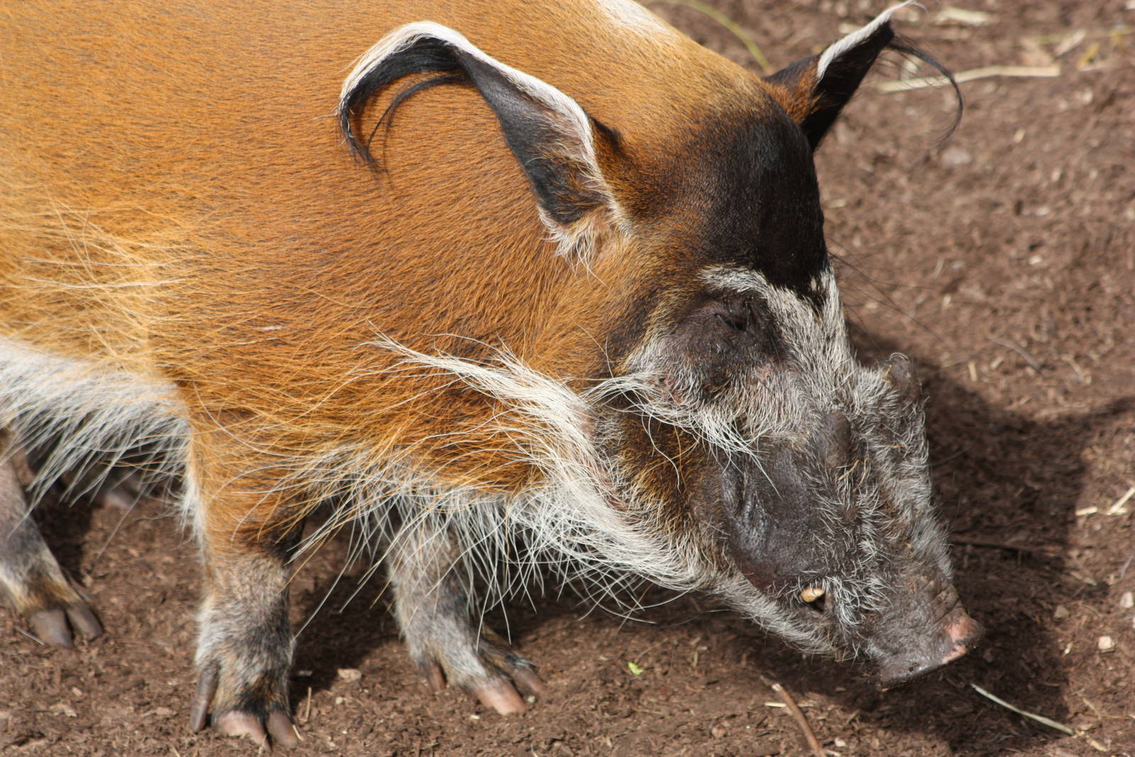 Red River Hog, 1st September 2014