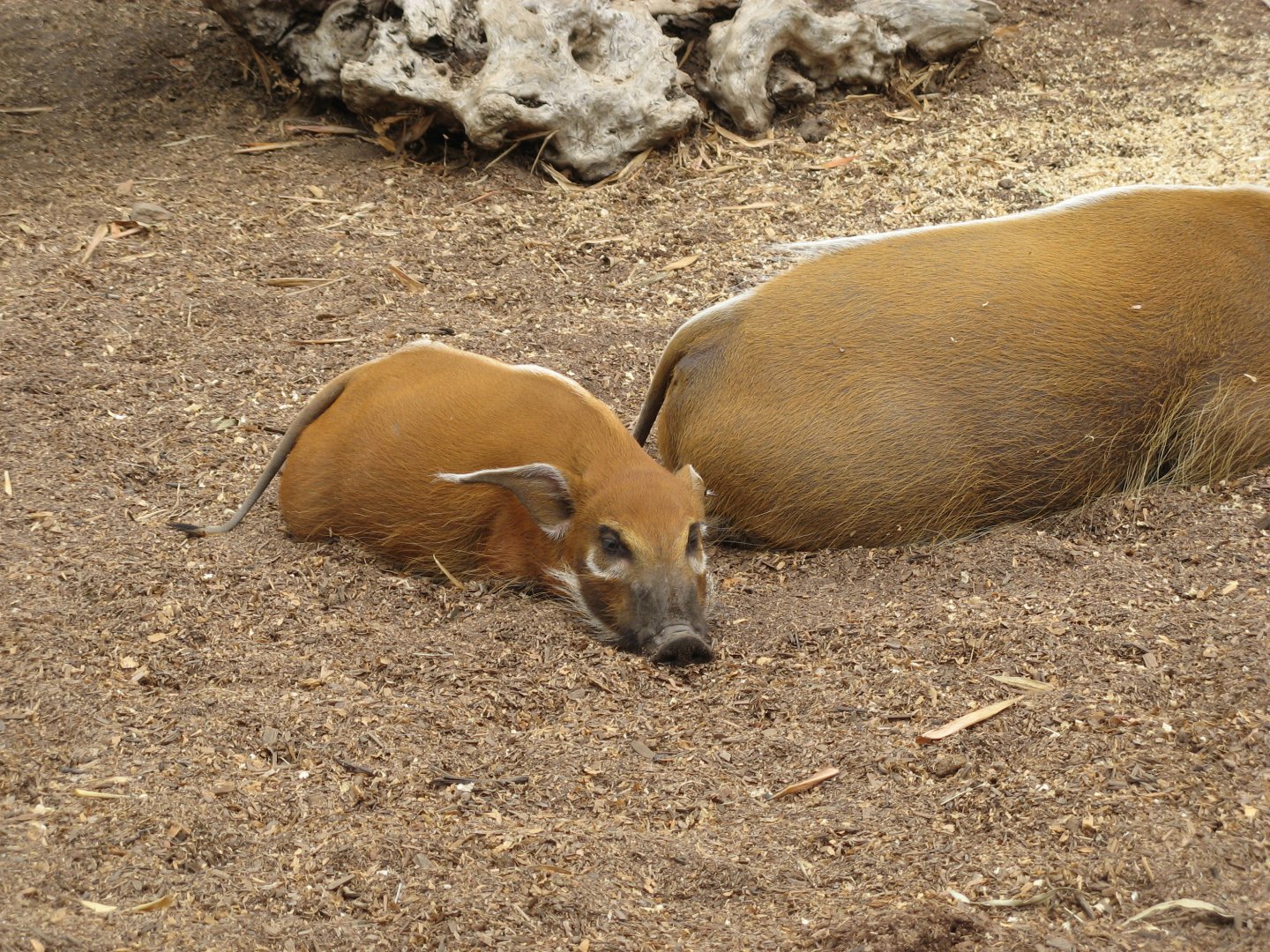 Red River Hog (2008)