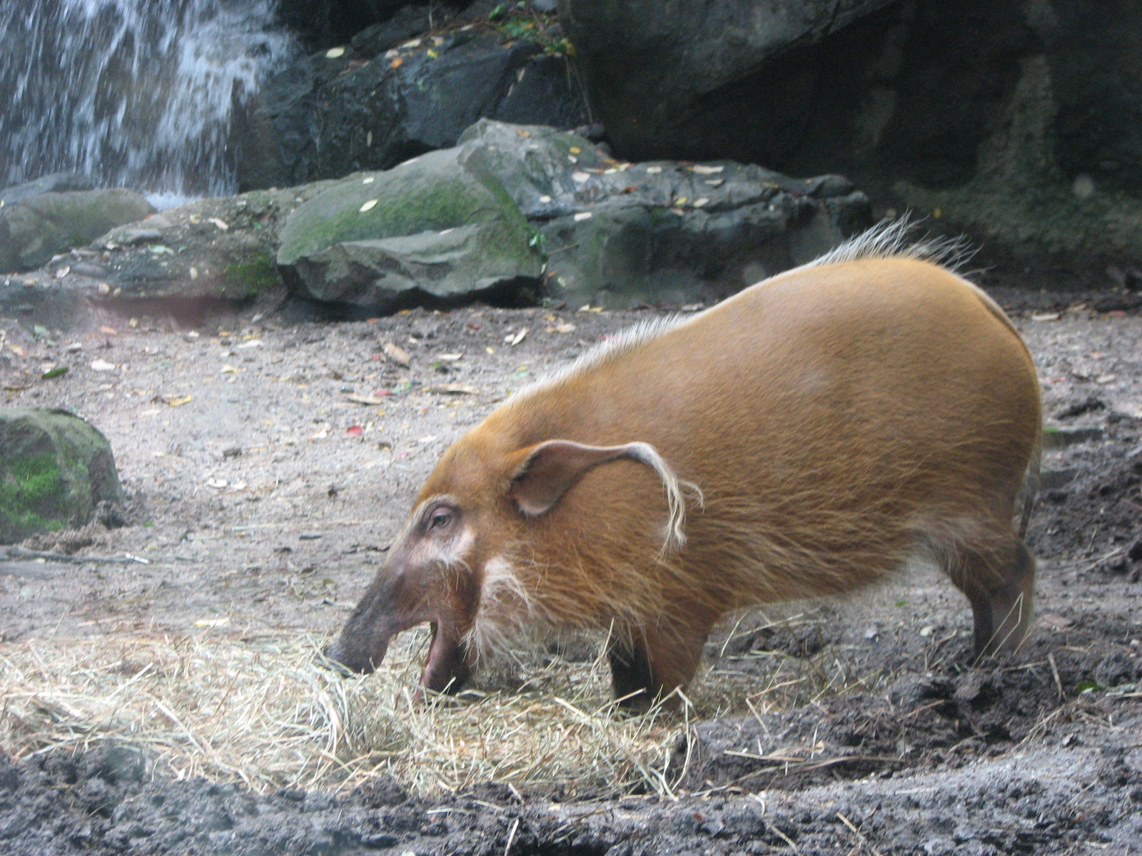 Red River Hog 2011