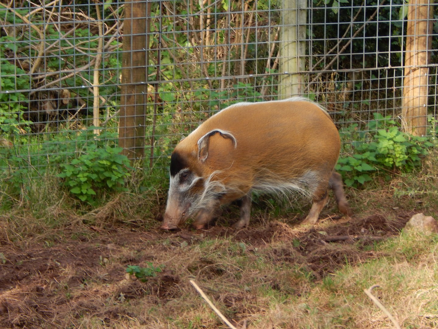 Red river hog 201121