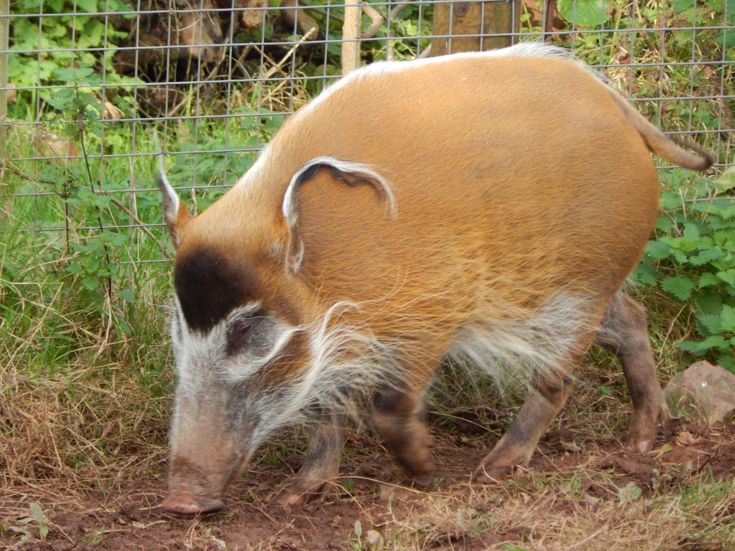 Red river hog 201121