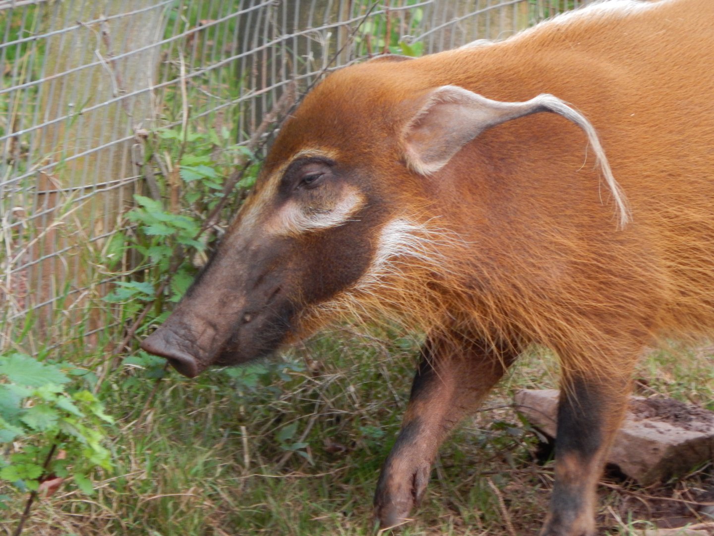 Red river hog 201121