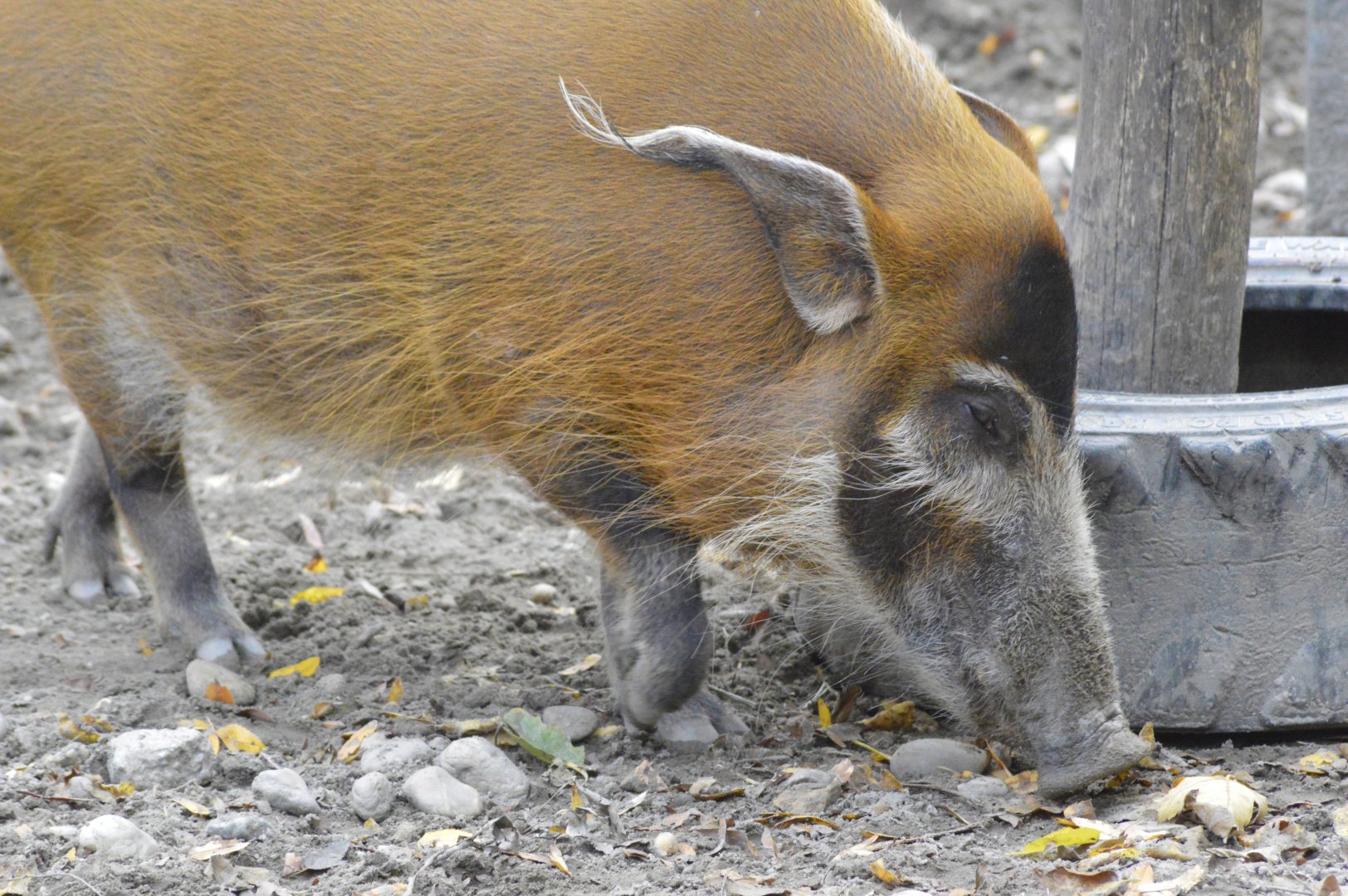 Red river hog [2017]