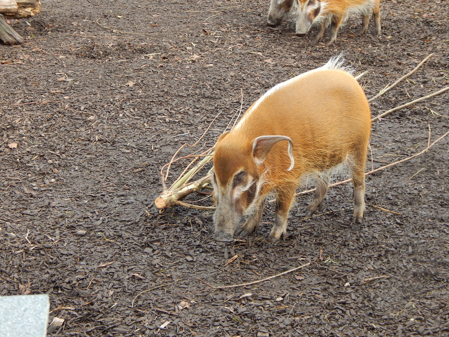 Red river hog 221022
