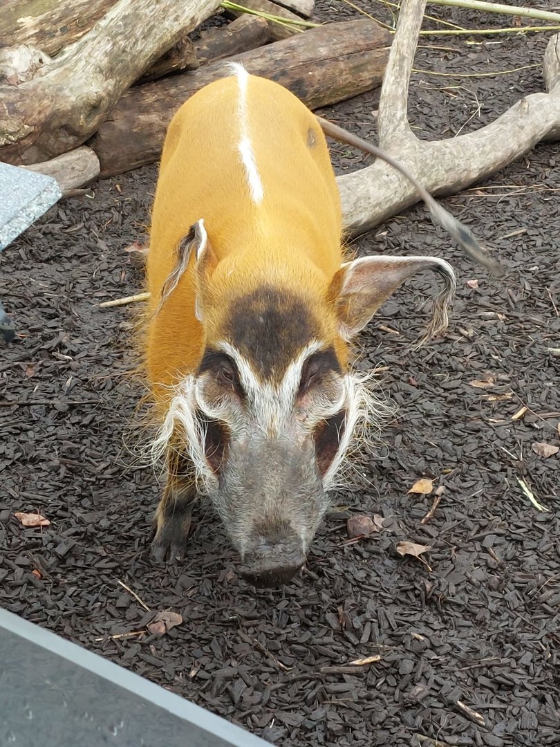 Red river hog 221022