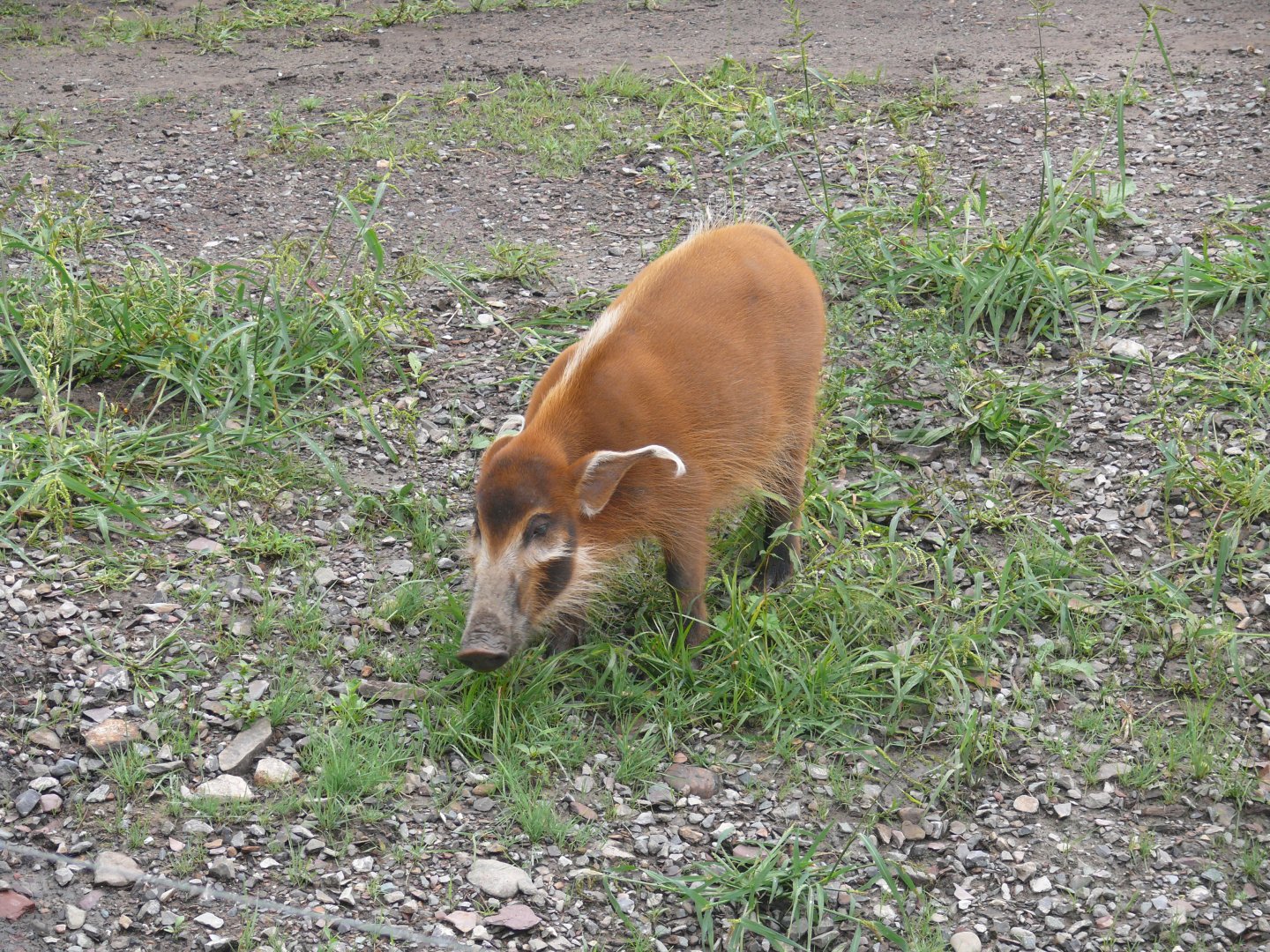 Red River Hog - 24-08-2020