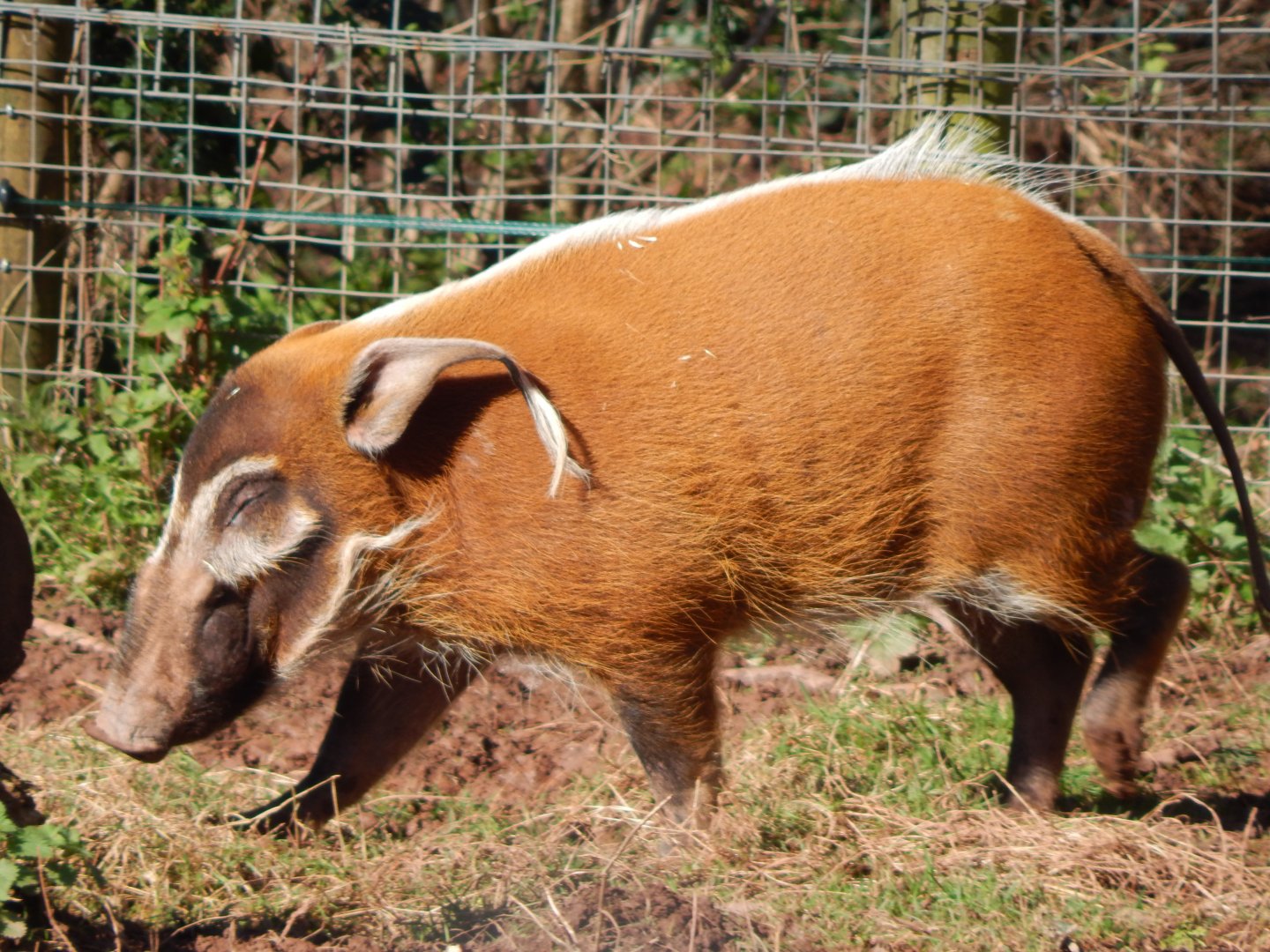 Red river hog 240222