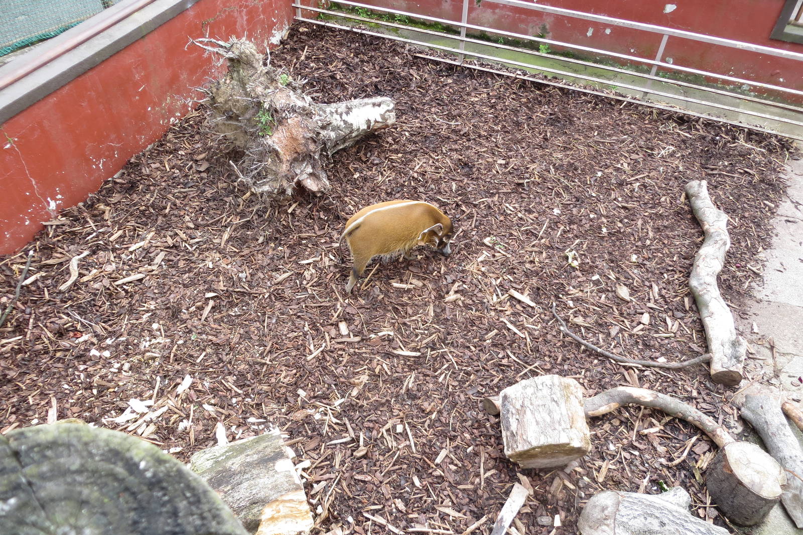 Red River Hog 240815