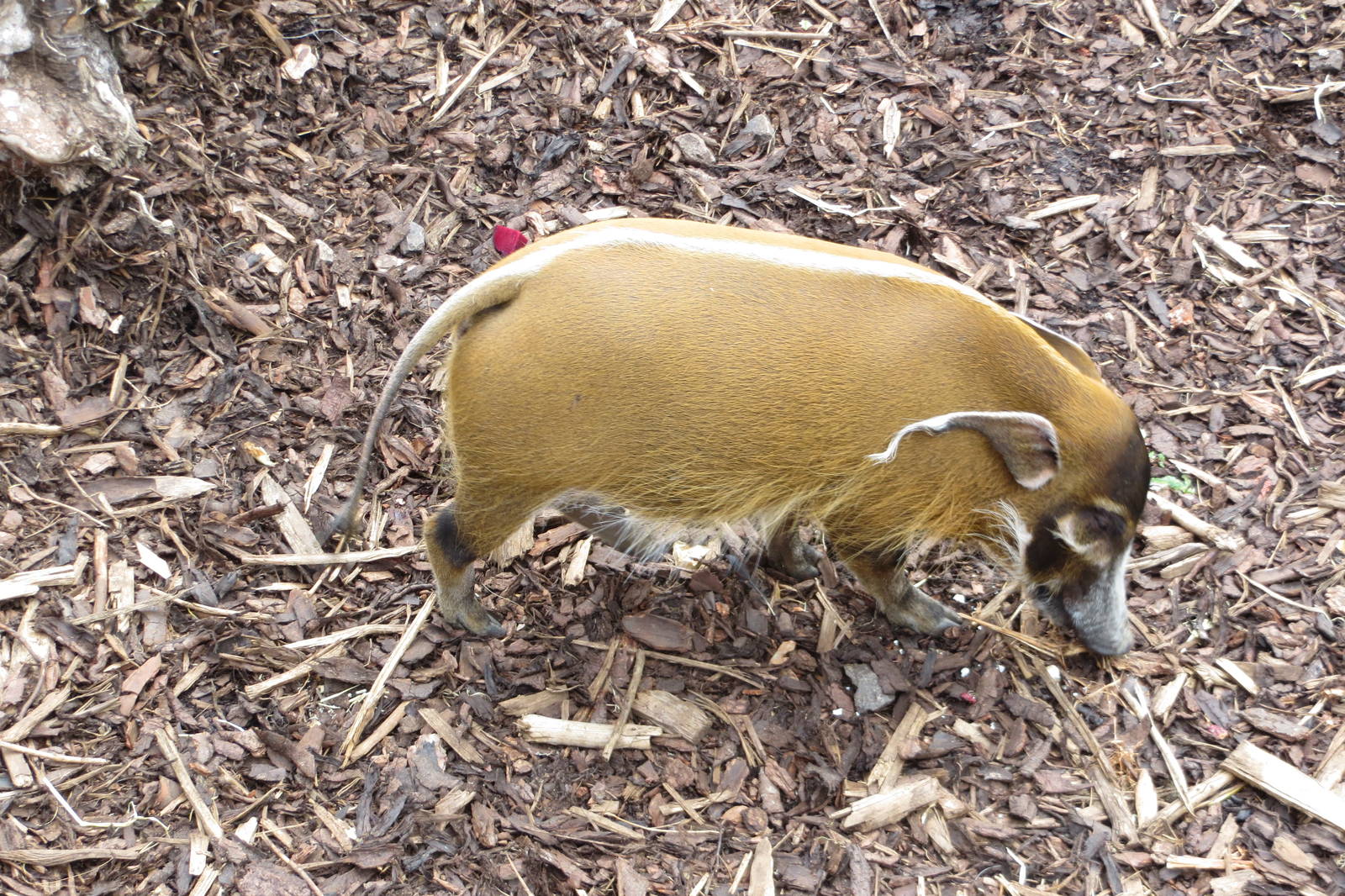 Red River Hog 240815