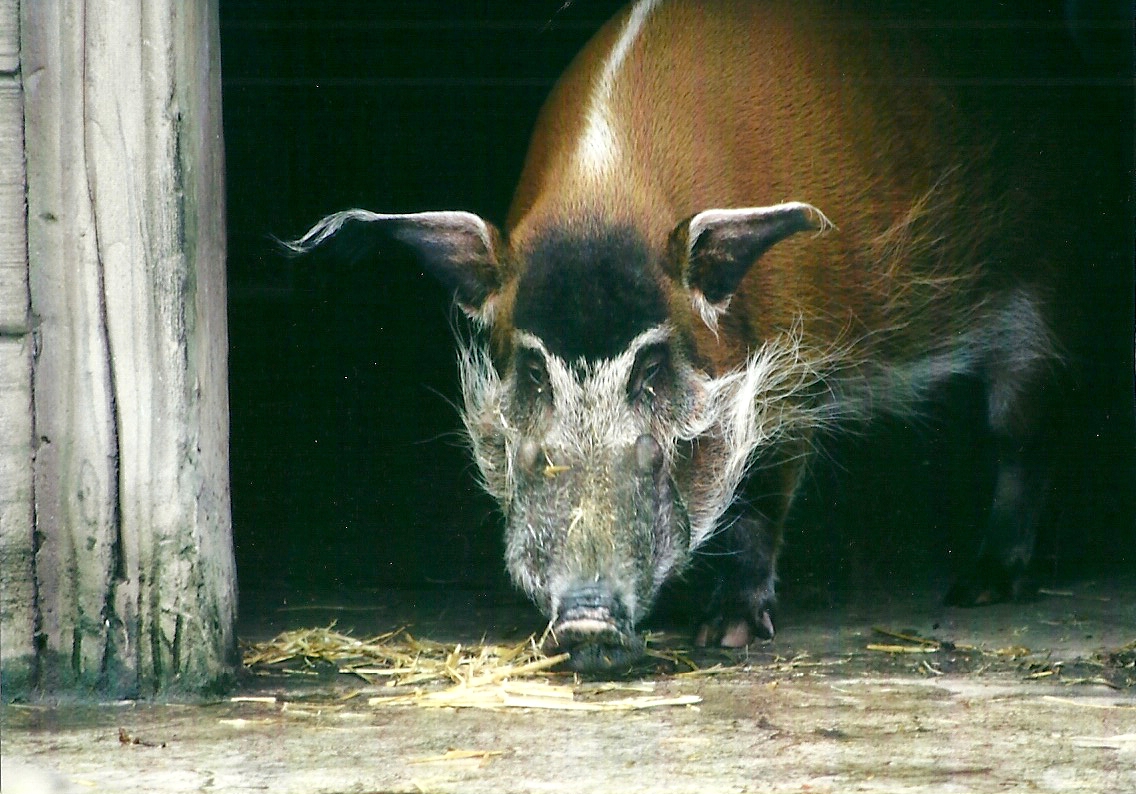 Red River Hog 27th December 2012