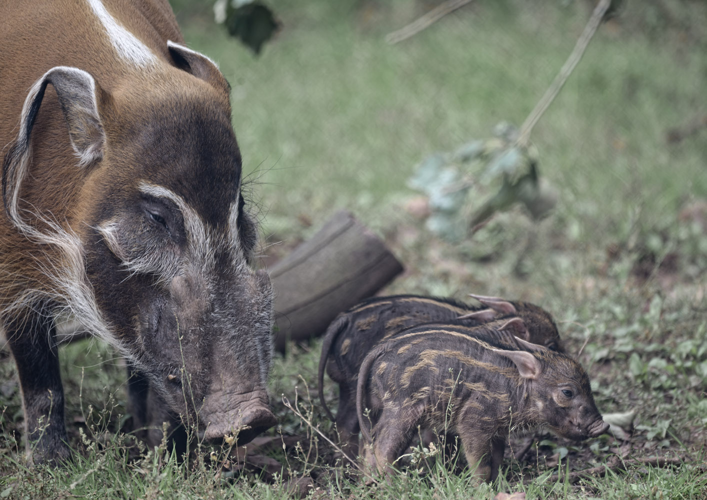 Red river hog + 3 little piglets