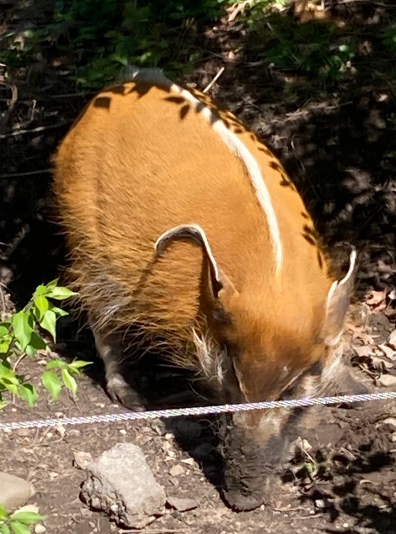 Red River Hog (4/19/24)