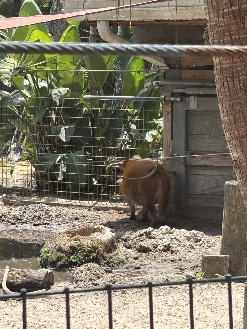 Red River Hog - 5/27/2025