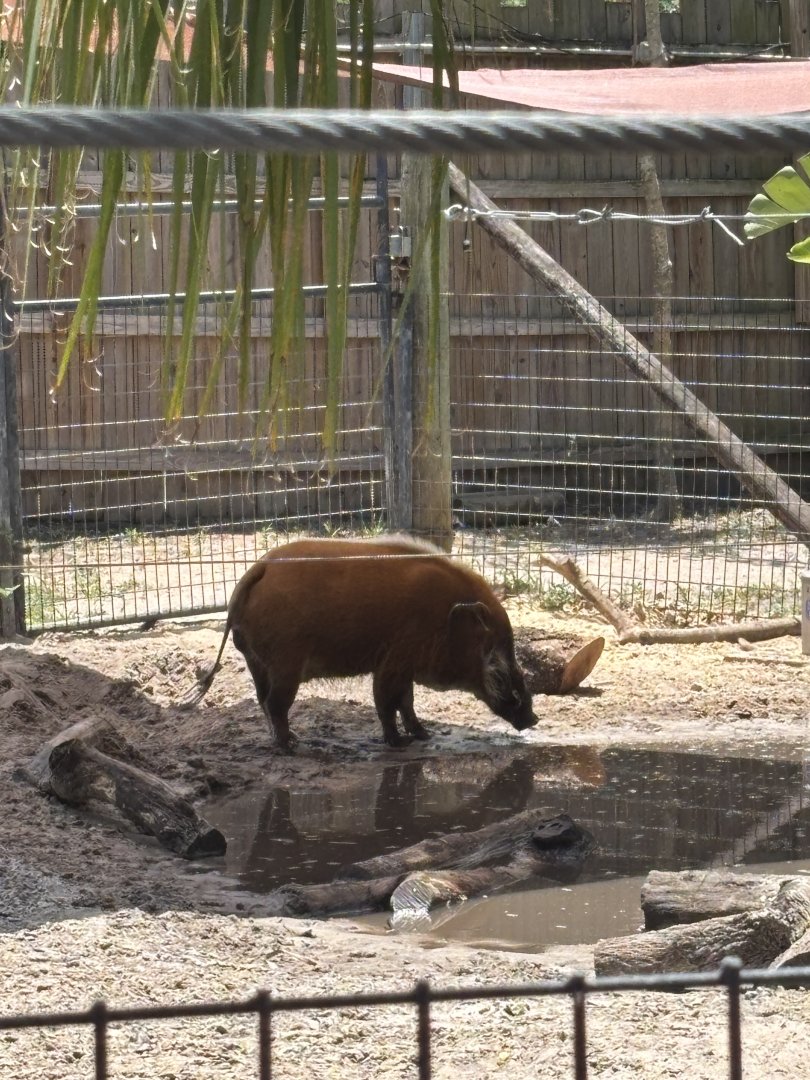 Red River Hog - 5/27/2025
