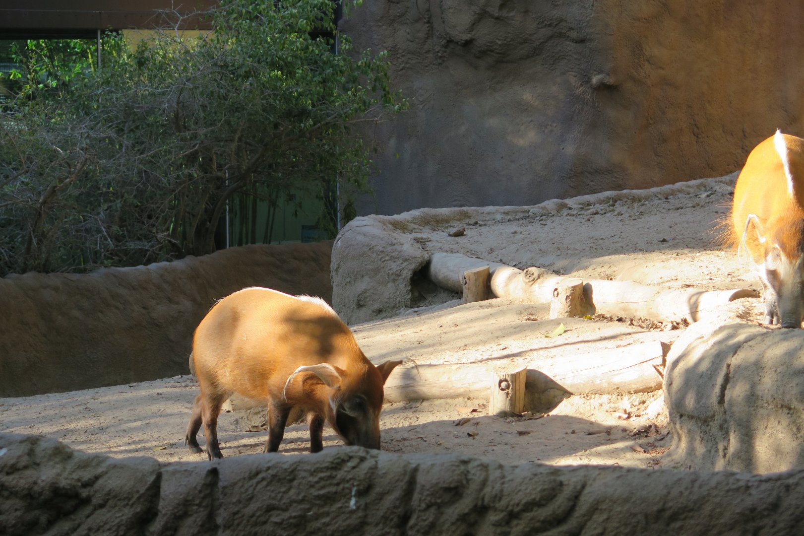 Red River Hog(8/23/2024)