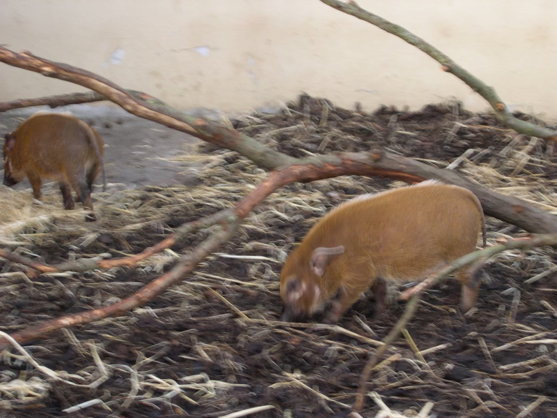 Red river hog (8th November 2009)