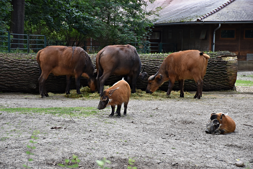 Red river hog & African forest buffalo