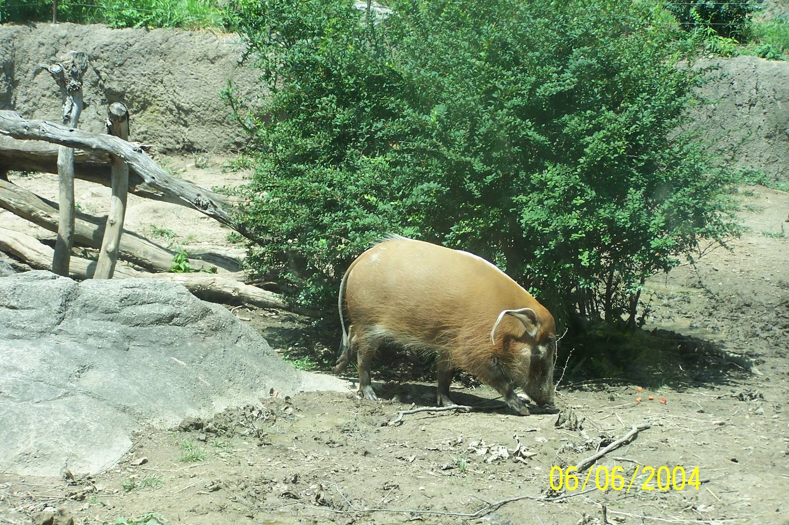 Red River Hog ~ African Forest