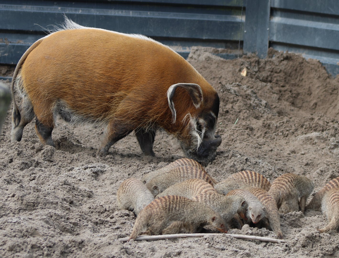 Red river hog and a bunch of Zebra mongooses