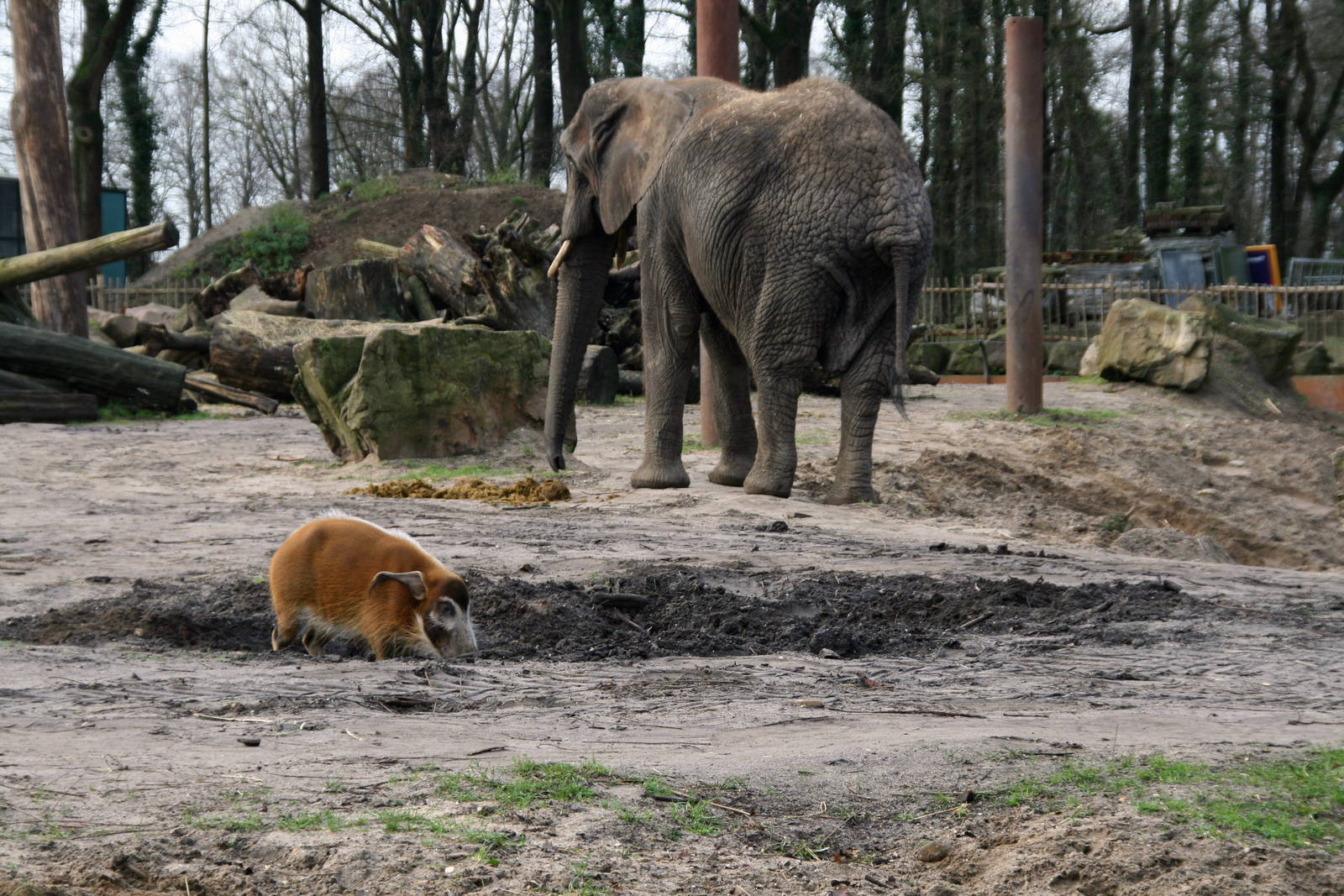 Red river hog and African elephant