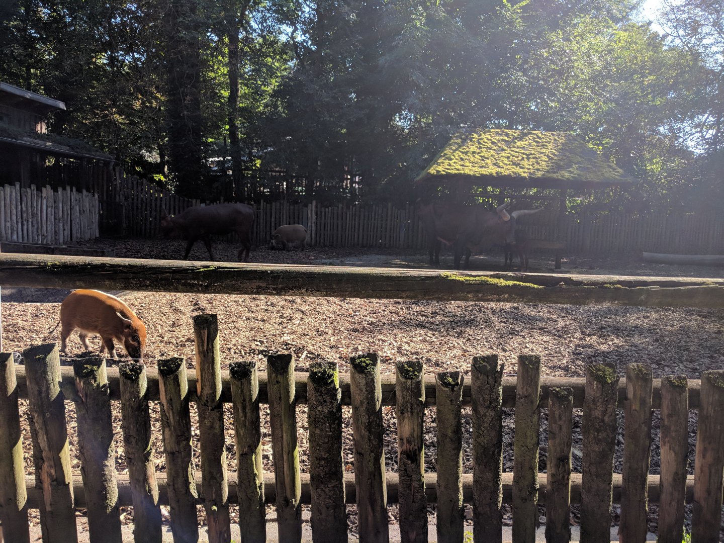 Red River Hog and Ankole Watussi Enclosure