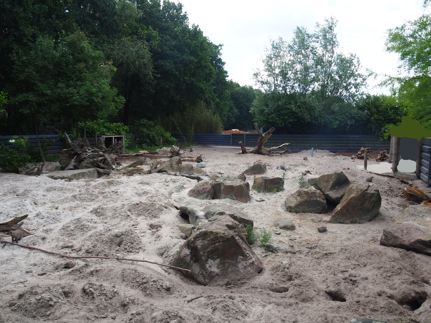 Red river hog and Banded mongoose exhibit, 2022-06-12