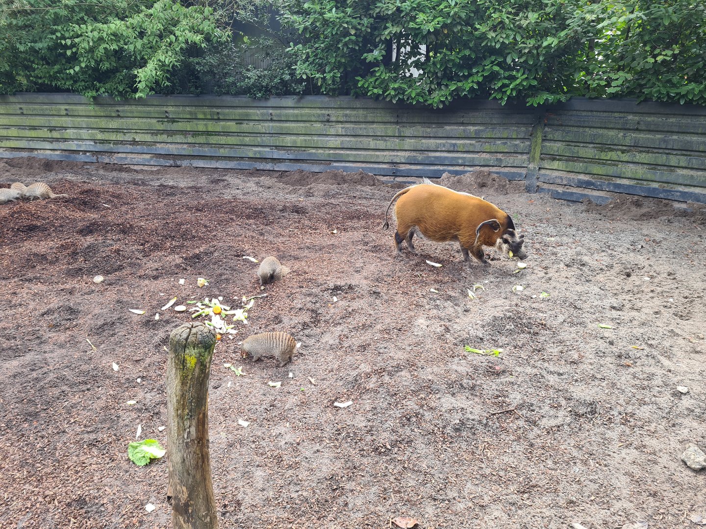 Red River hog and Banded mongoose