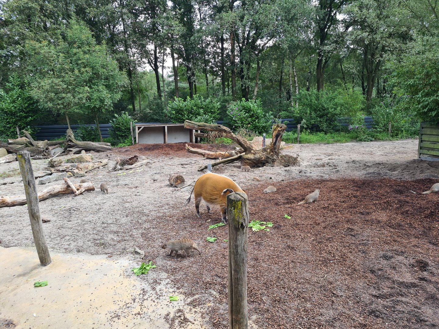 Red River hog and Banded mongoose