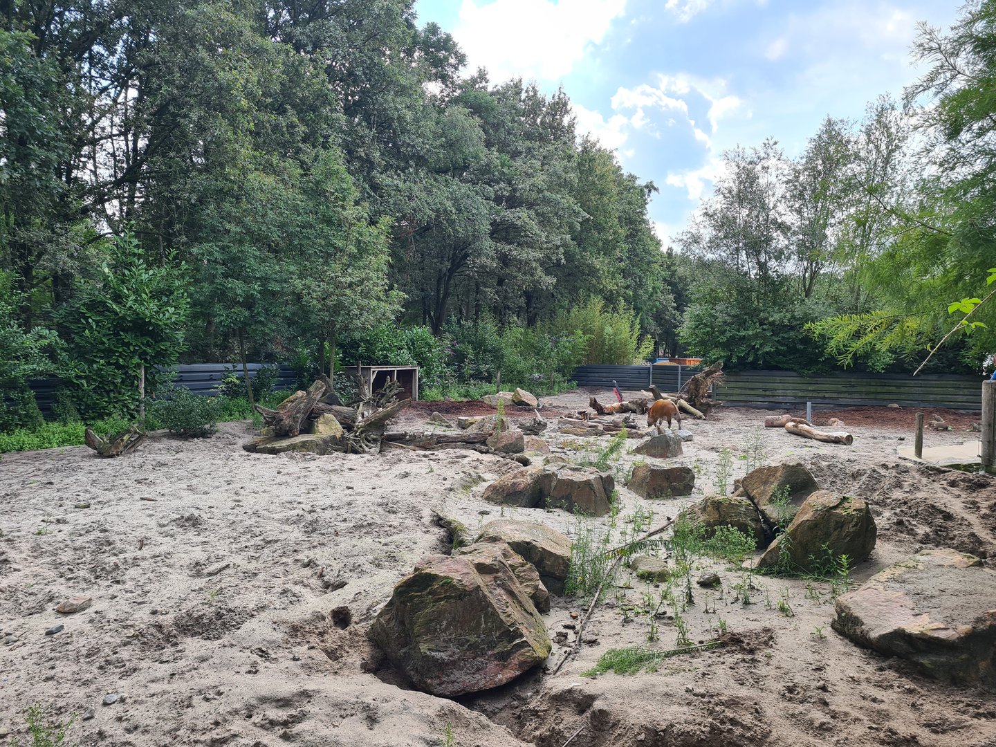 Red River hog and Banded mongoose