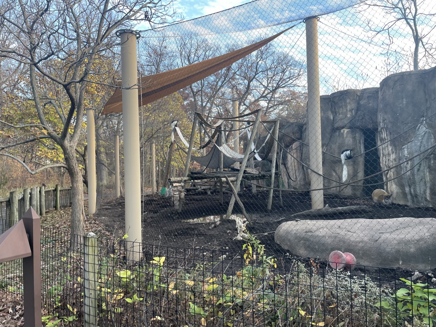 Red River Hog and Colobus Monkey Mixed Exhibit- November 2024