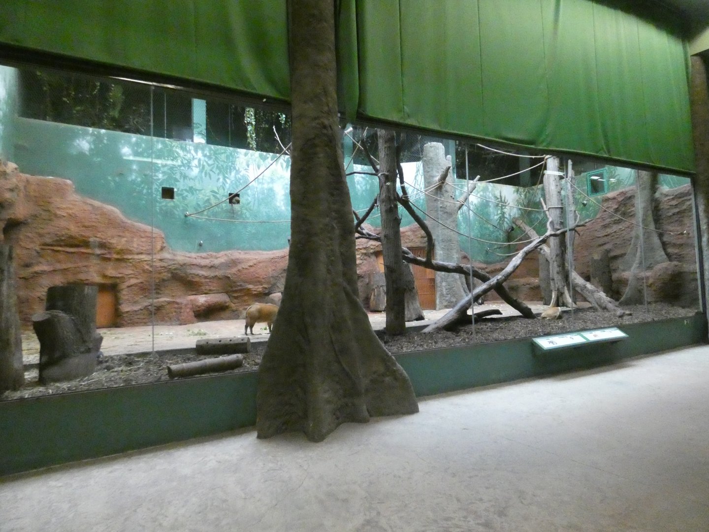 Red River hog and De Brazza's monkey indoor enclosure