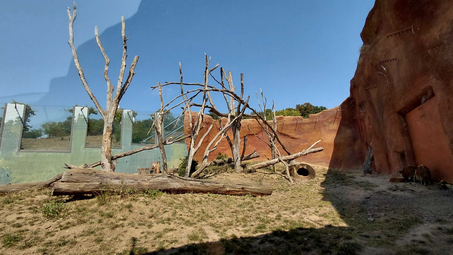 Red river hog and De Brazza's monkey outdoor exhibit