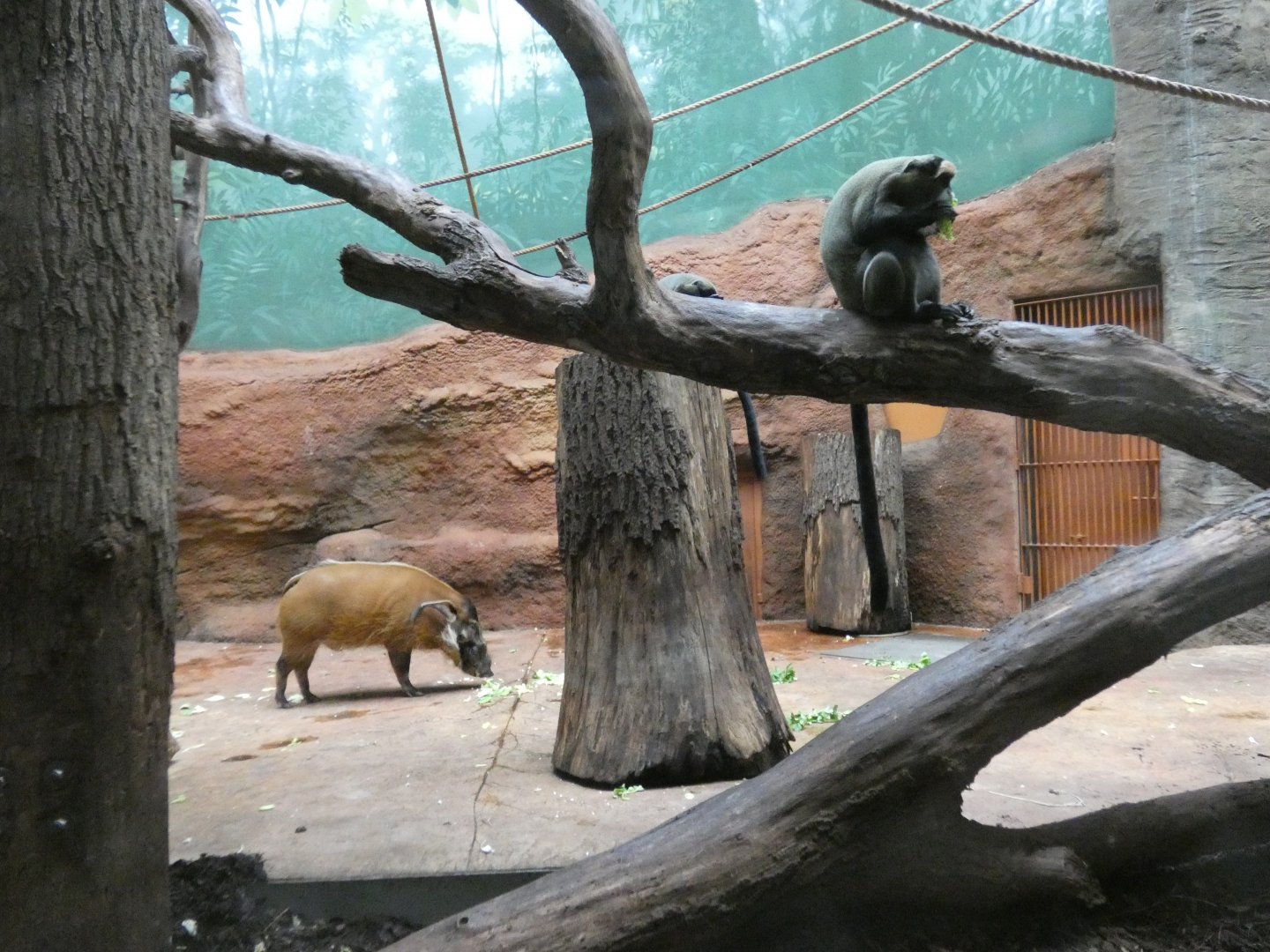 Red River hog and De Brazza's monkey