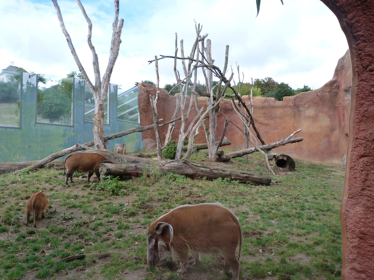 Red river hog and DeBrazza's monkey exhibit -Zoo Praha (2025)