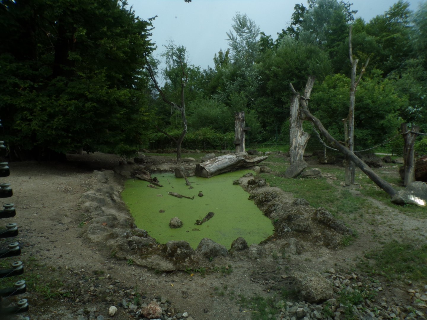 Red river hog and diana monkey enclosure 13.7.25