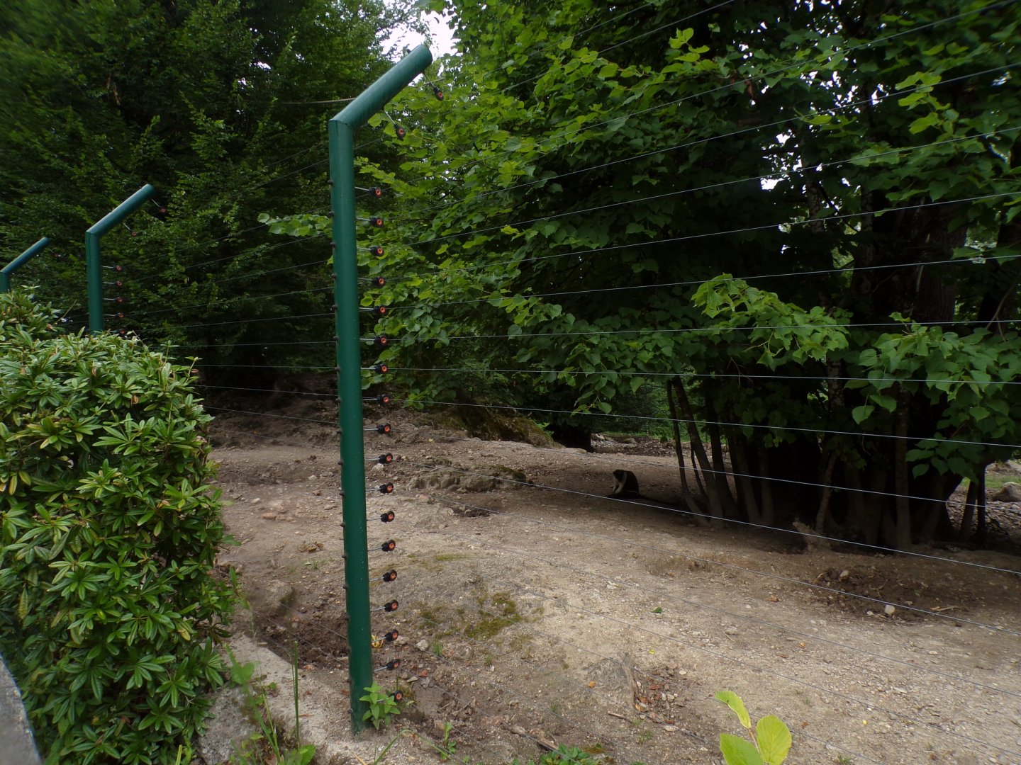 Red river hog and diana monkey enclosure 13.7.25
