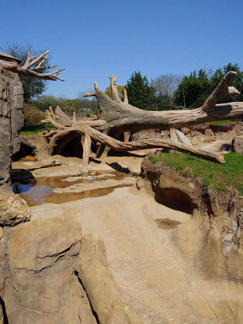 Red River hog and gorilla exhibit