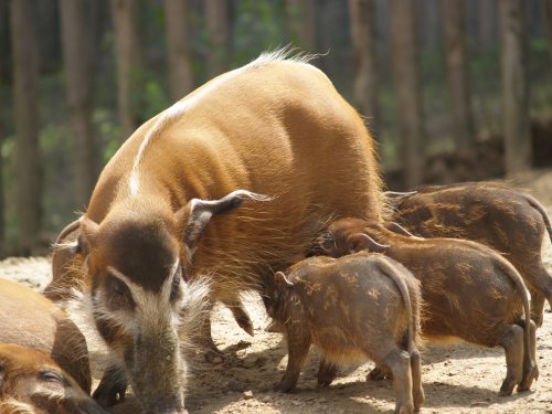Red river hog and piglets