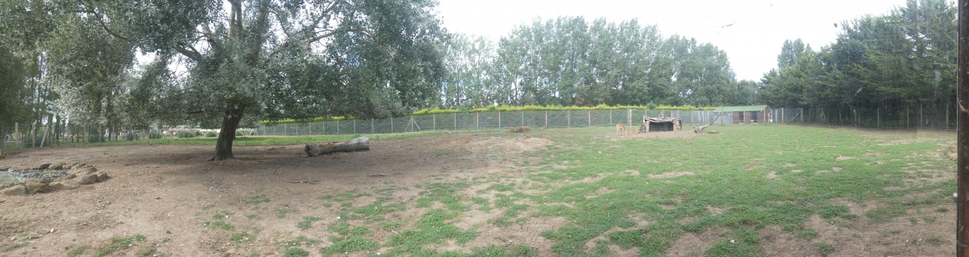 Red river hog and Sitatunga enclosure 'Hog Snorts'