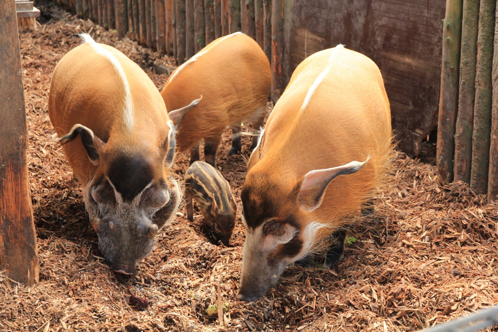 Red river hog (April 2016)