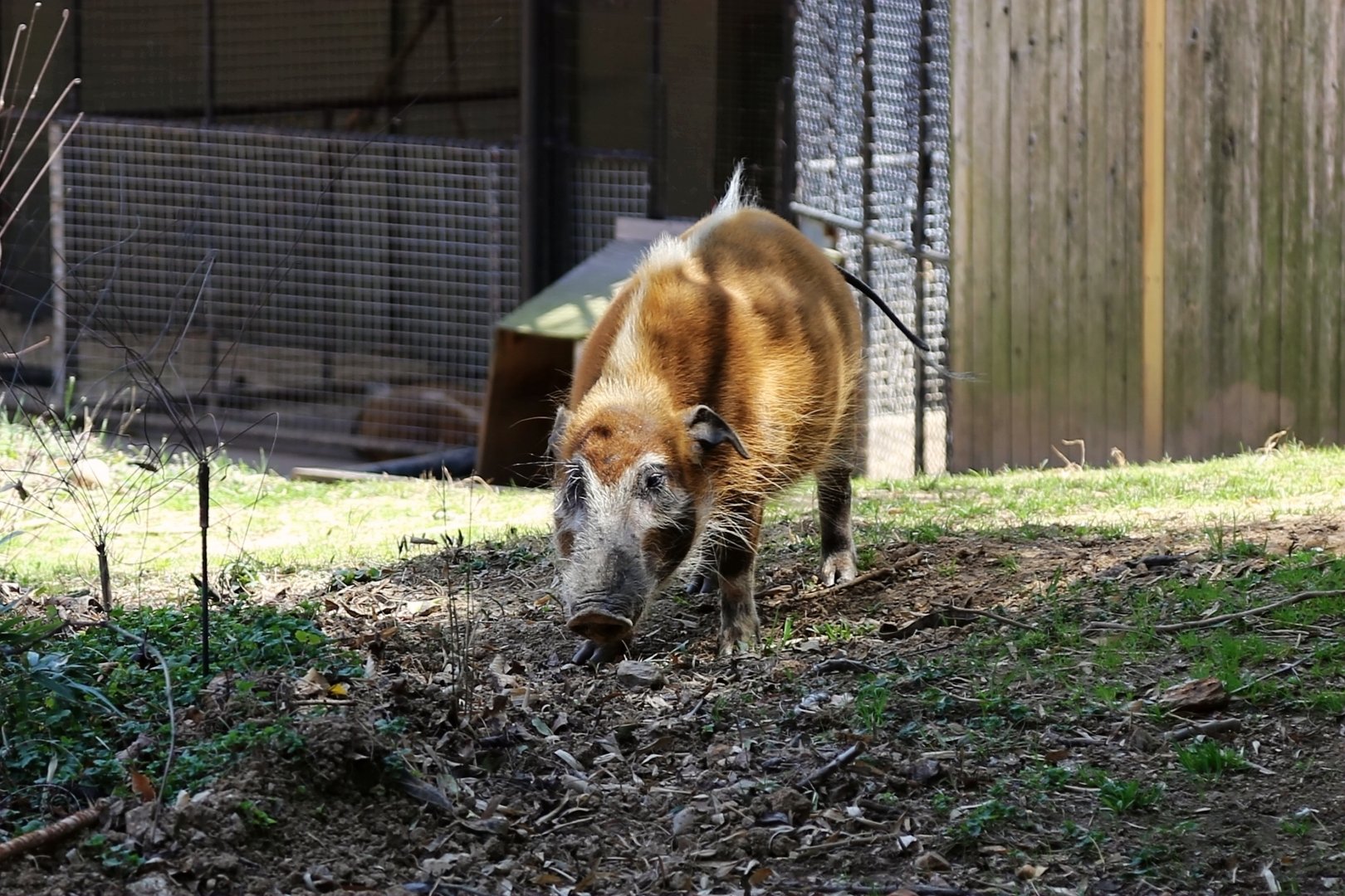Red River Hog, April 2018