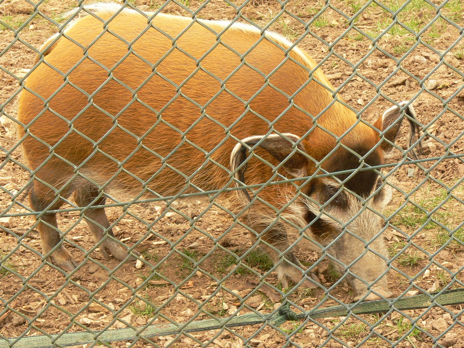 Red River Hog at Blackpool Zoo, 16/08/14