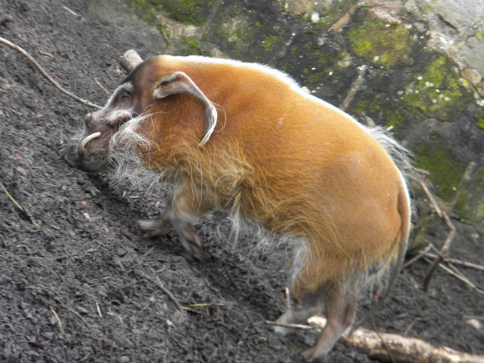 Red River Hog at Chester Zoo 19th February 2011