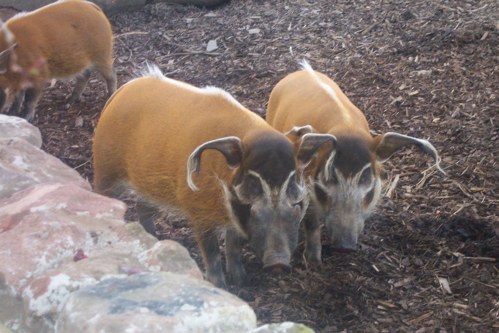 Red river hog at Chester zoo