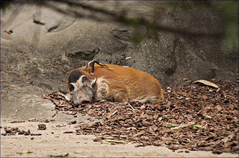 Red River Hog at Hamburg