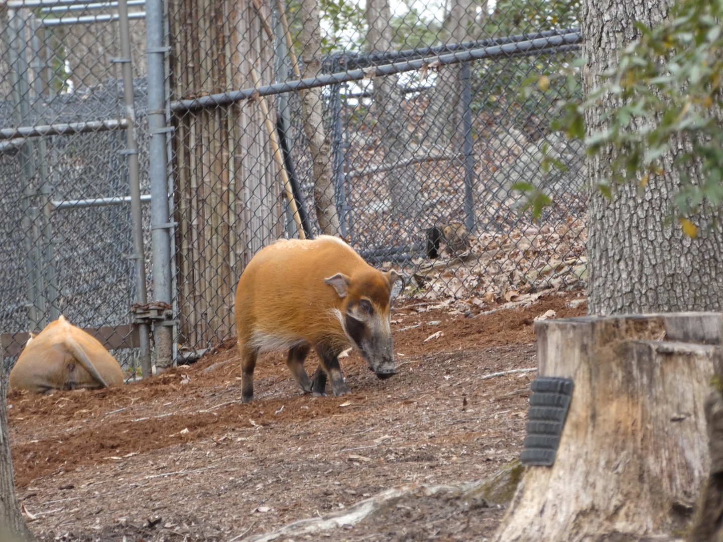Red River Hog at the North Carolina Zoo