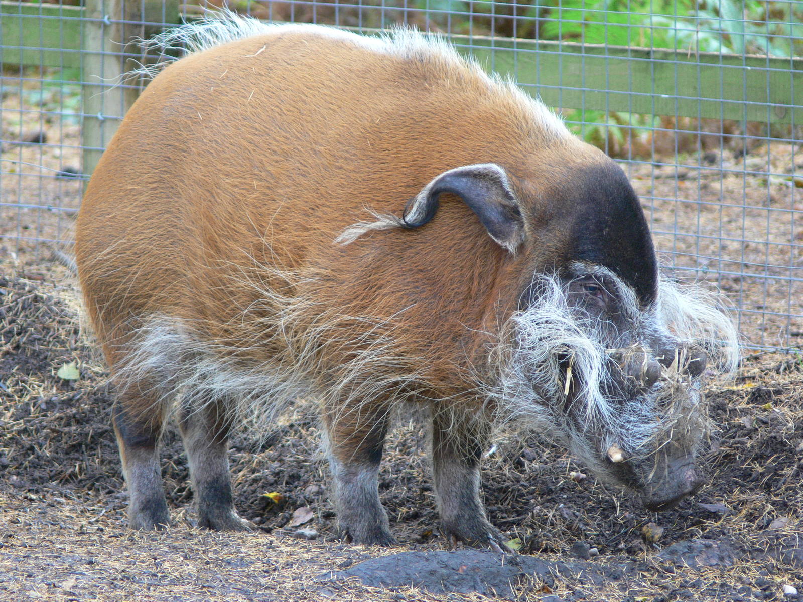 Red River Hog at Yorkshire WP 01/11/12