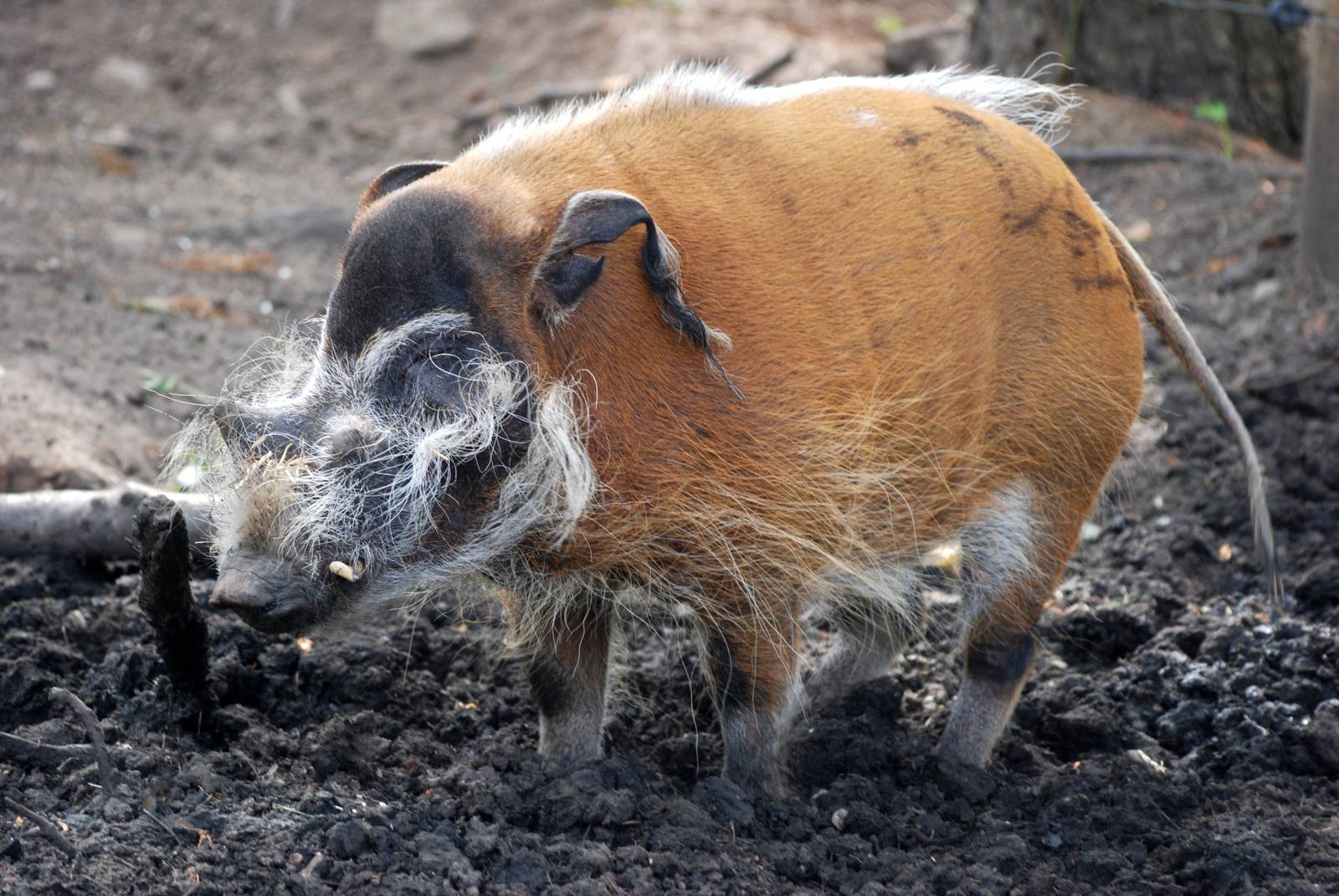 Red River Hog at Yorkshire WP, 05/08/12