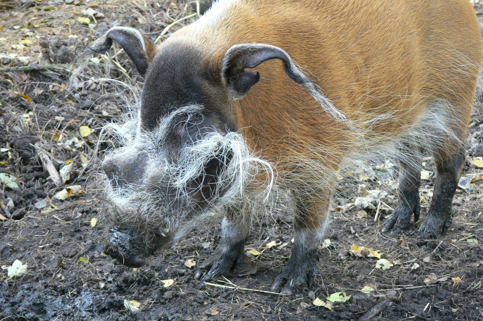 Red River Hog at Yorkshire WP, 28/10/14